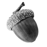 acorn placeholder 2